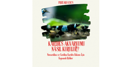 Aktif Toprak (Aquasoil) Nedir? Hangi Akvaryumlarda Kullanılır? | 2026 Rehberi